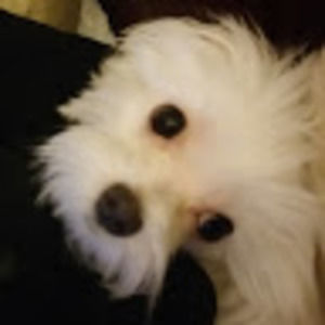 Meet your Posher, Alan